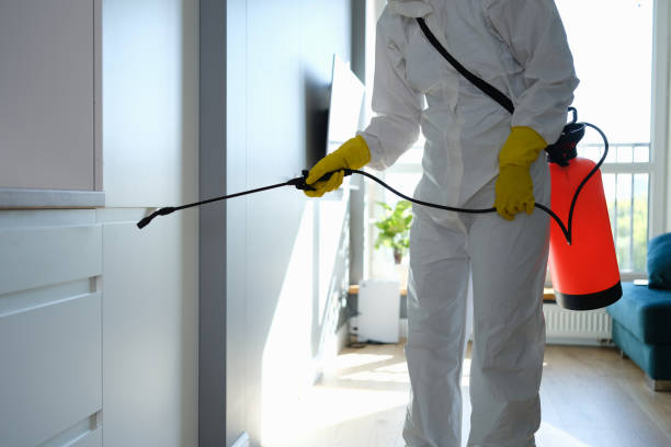 Best Attic Mold Remediation in San Joaquin, CA